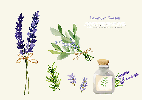 리본 잎 일러스트 건조 사람없음 보라색 라벤더 드라이플라워 엘리먼트 향수병 국내일러스트 AI파일 식물 꽃 컬러 허브 향수 병_담는 파일형식 벡터