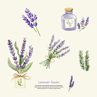 리본 잎 일러스트 건조 사람없음 보라색 라벤더 드라이플라워 엘리먼트 향수병 국내일러스트 AI파일 식물 꽃 컬러 허브 향수 병_담는 파일형식 벡터