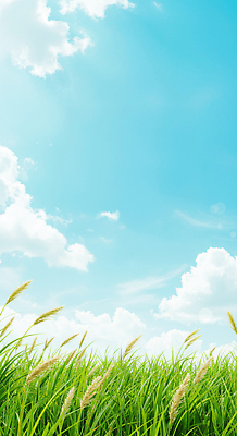 JPG 구름 편집이미지 하늘색 하늘 사람없음 햇빛 맑음 여름풍경 풀 강아지풀 화창 편집실사 AI포토 AI콘텐츠 자연요소 식물 날씨 풍경 파란색 태양 CG 한해살이풀 파일형식 여름_계절