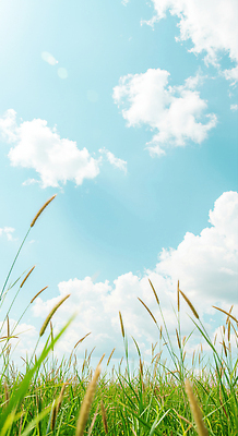 JPG 구름 편집이미지 하늘색 하늘 사람없음 햇빛 맑음 여름풍경 풀 강아지풀 화창 편집실사 AI포토 AI콘텐츠 자연요소 식물 날씨 풍경 파란색 태양 CG 한해살이풀 파일형식 여름_계절