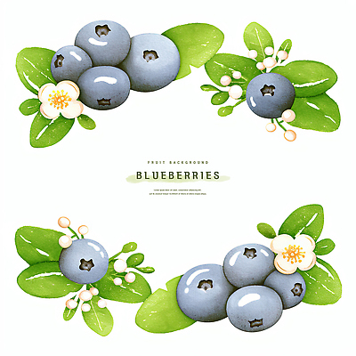 PSD 꽃 잎 일러스트 수채화 프레임 사람없음 여름 파란색 블루베리 카피스페이스 제철과일 국내일러스트 식물 계절 컬러 과일 공백 제철 파일형식