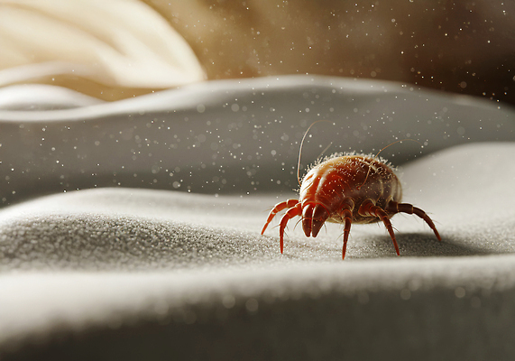 JPG 편집이미지 한마리 사람없음 햇빛 확대 먼지 집먼지진드기 이미지편집 편집실사 AI컴퓨터그래픽 AI콘텐츠 1 태양 CG 진드기 파일형식
