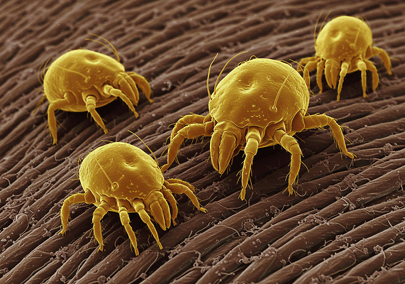 JPG 편집이미지 여러마리 사람없음 갈색 확대 집먼지진드기 이미지편집 편집실사 AI컴퓨터그래픽 AI콘텐츠 컬러 다수 CG 진드기 파일형식