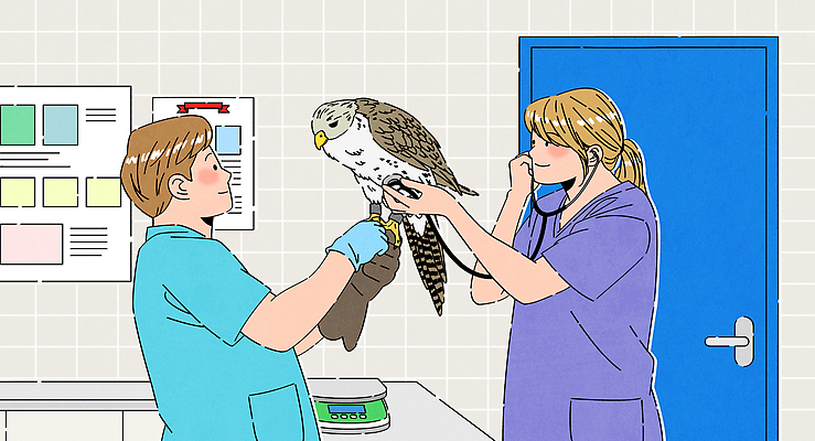 여자 남자 야생동물 일러스트 청진기 미소 들기 상반신 성인 두명 문 듣기 고통 잡기 구출 체중계 수술복 수술장갑 동물병원 수의사 맹금류 보호장갑 성인만 국내일러스트 AI파일 동물 감정 장갑 의료기기 모션 표정 병원 사람 의사 가운 도움 파일형식 벡터