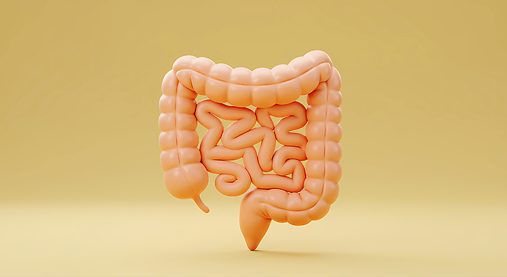 JPG 편집이미지 사람없음 노란색 3D 대장 소장 편집3D AI컴퓨터그래픽 AI콘텐츠 컬러 장기_의학 디지털합성 파일형식