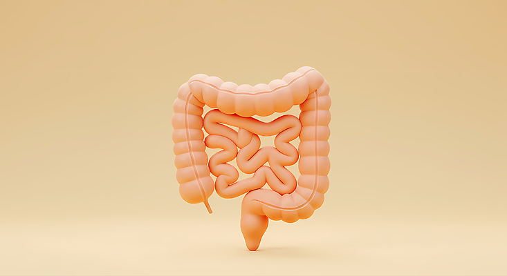 JPG 편집이미지 사람없음 노란색 3D 대장 소장 편집3D AI컴퓨터그래픽 AI콘텐츠 컬러 장기_의학 디지털합성 파일형식