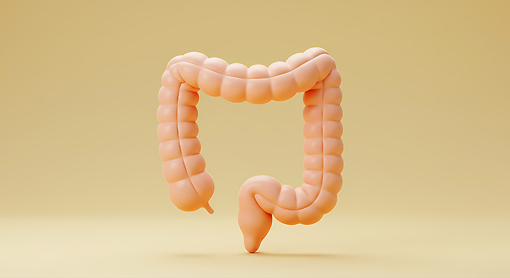 JPG 편집이미지 사람없음 노란색 3D 대장 편집3D AI컴퓨터그래픽 AI콘텐츠 컬러 장기_의학 디지털합성 파일형식