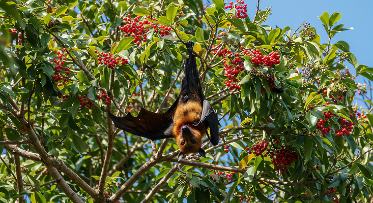 JPG 나무 편집이미지 열매 나뭇잎 매달리기 사람없음 유행 질병 감염 박쥐 방역 의료성형뷰티 검역 편집실사 니파바이러스 AI포토 AI콘텐츠 식물 잎 포유류 의학 모션 바이러스 위생 CG 파일형식