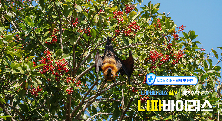PSD 나무 편집이미지 열매 매달리기 사람없음 유행 질병 예방 감염 박쥐 방패 녹십자 방역 의료성형뷰티 검역 이미지편집 니파바이러스 식물 포유류 의학 모션 바이러스 위생 십자 파일형식