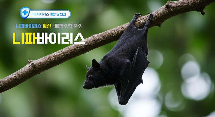 PSD 편집이미지 나뭇잎 매달리기 사람없음 유행 나뭇가지 질병 예방 보케 감염 박쥐 방패 녹십자 방역 의료성형뷰티 검역 이미지편집 니파바이러스 나무 잎 포유류 의학 모션 바이러스 위생 십자 파일형식