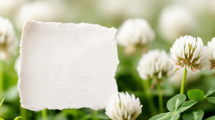 JPG 식물 편집이미지 잎 프레임 사람없음 메모지 행운 토끼풀 토끼풀꽃 카피스페이스 편집실사 AI포토 AI콘텐츠 꽃 컨셉 사무용품 공백 CG 파일형식