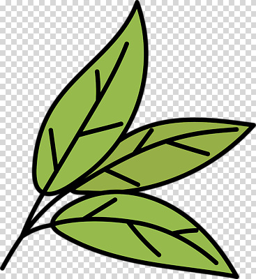 편집이미지 나뭇잎 누끼 사람없음 초록색 녹차 PNG 녹차잎 컬러 잎 차_음료 찻잎 파일형식