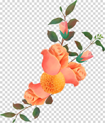 식물 꽃 컬러 파일형식 코랄 잎 국화 장미 편집이미지 PNG 사람없음 누끼