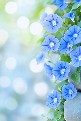 JPG 편집이미지 하늘색 잎 여름꽃 사람없음 담장 햇빛 보케 나팔꽃 편집실사 AI포토 AI콘텐츠 식물 꽃 파란색 태양 CG 파일형식 여름_계절