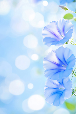 JPG 편집이미지 하늘색 잎 여름꽃 사람없음 햇빛 꽃봉오리 보케 나팔꽃 편집실사 AI포토 AI콘텐츠 식물 꽃 파란색 태양 CG 파일형식 여름_계절