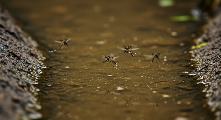 JPG 편집이미지 사람없음 여름 반사 흙 수면 모기 편집실사 AI컴퓨터그래픽 AI콘텐츠 계절 물 해충 CG 파일형식