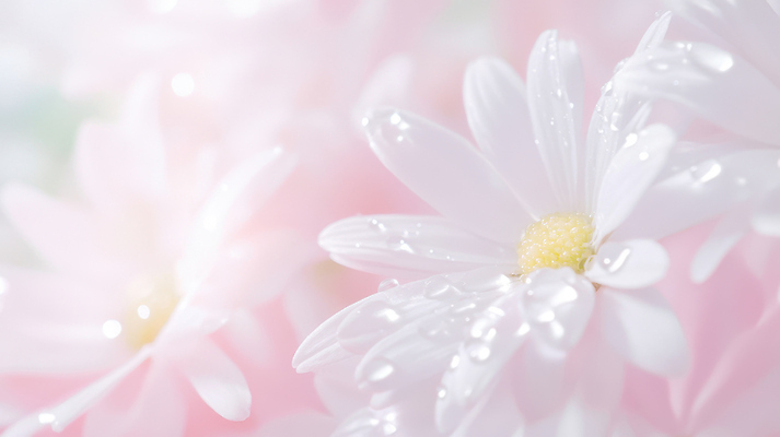 JPG 편집이미지 꽃 근접촬영 사람없음 물방울 아침이슬 연분홍색 편집실사 AI포토 AI콘텐츠 식물 뷰포인트 분홍색 CG 파일형식