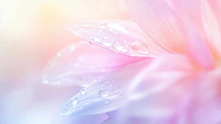 JPG 편집이미지 꽃잎 근접촬영 사람없음 물방울 아침이슬 연분홍색 편집실사 AI포토 AI콘텐츠 꽃 뷰포인트 분홍색 CG 파일형식