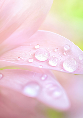 JPG 편집이미지 꽃 근접촬영 사람없음 물방울 아침이슬 연분홍색 편집실사 AI포토 AI콘텐츠 식물 뷰포인트 분홍색 CG 파일형식