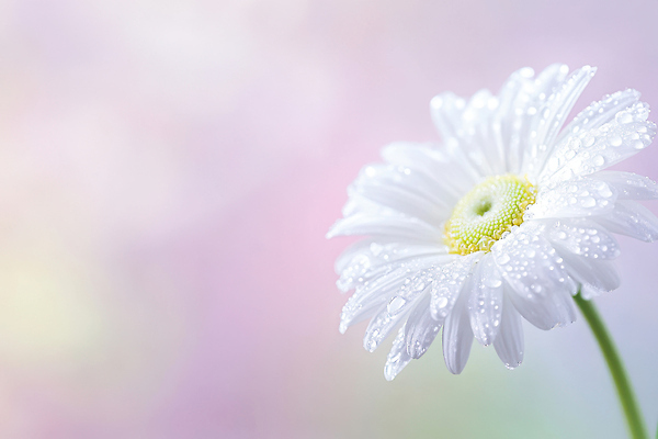 JPG 편집이미지 꽃 근접촬영 사람없음 물방울 아침이슬 연분홍색 편집실사 AI포토 AI콘텐츠 식물 뷰포인트 분홍색 CG 파일형식