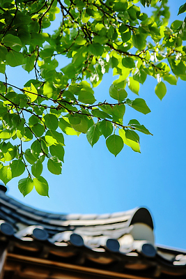 JPG 편집이미지 하늘 나뭇잎 한국 사람없음 여름풍경 나뭇가지 기와지붕 편집실사 AI포토 AI콘텐츠 나무 아시아 잎 지붕 기와 풍경 CG 파일형식 여름_계절