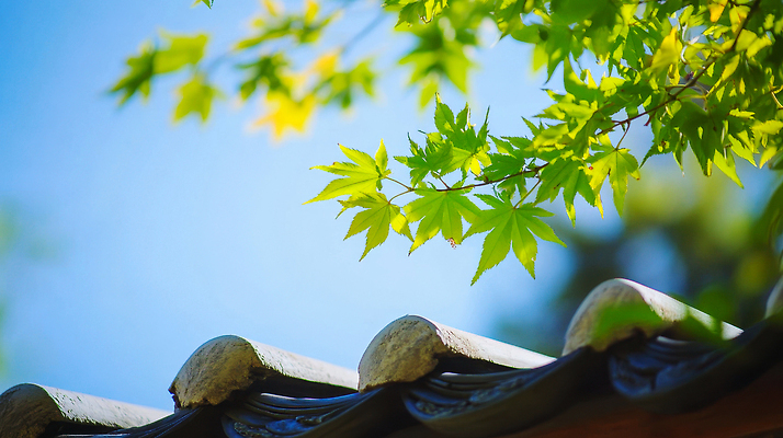 JPG 편집이미지 하늘 나뭇잎 한국 사람없음 여름풍경 나뭇가지 기와지붕 편집실사 AI포토 AI콘텐츠 나무 아시아 잎 지붕 기와 풍경 CG 파일형식 여름_계절