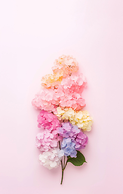 JPG 편집이미지 분홍색 잎 꽃백그라운드 사람없음 수국 편집실사 AI포토 AI콘텐츠 식물 꽃 컬러 백그라운드 CG 파일형식