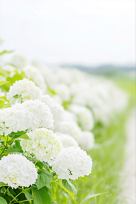 JPG 편집이미지 잎 꽃백그라운드 자연 하늘 사람없음 초록색 흰색 수국 편집실사 AI포토 AI콘텐츠 식물 꽃 컬러 백그라운드 CG 생태계 파일형식