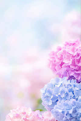 JPG 편집이미지 분홍색 하늘색 꽃백그라운드 자연 사람없음 수국 카피스페이스 편집실사 AI포토 AI콘텐츠 꽃 컬러 백그라운드 파란색 공백 CG 생태계 파일형식