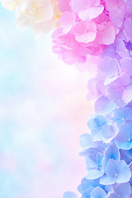 JPG 편집이미지 꽃백그라운드 자연 사람없음 컬러풀 수국 카피스페이스 편집실사 AI포토 AI콘텐츠 꽃 컬러 백그라운드 공백 CG 생태계 파일형식