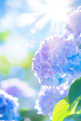 JPG 편집이미지 잎 꽃백그라운드 자연 하늘 사람없음 햇빛 수국 연보라색 편집실사 AI포토 AI콘텐츠 식물 꽃 백그라운드 태양 보라색 CG 생태계 파일형식