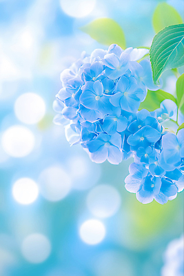 JPG 편집이미지 하늘색 잎 꽃백그라운드 자연 사람없음 보케 수국 편집실사 AI포토 AI콘텐츠 식물 꽃 백그라운드 파란색 CG 생태계 파일형식