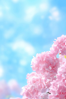 JPG 편집이미지 분홍색 하늘색 꽃백그라운드 자연 하늘 사람없음 수국 카피스페이스 편집실사 AI포토 AI콘텐츠 꽃 컬러 백그라운드 파란색 공백 CG 생태계 파일형식