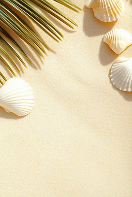 JPG 편집이미지 백그라운드 잎 그림자 사람없음 빛 모래사장 여름풍경 조개껍데기 카피스페이스 편집실사 AI포토 AI콘텐츠 식물 바다 조개 풍경 공백 CG 파일형식 여름_계절