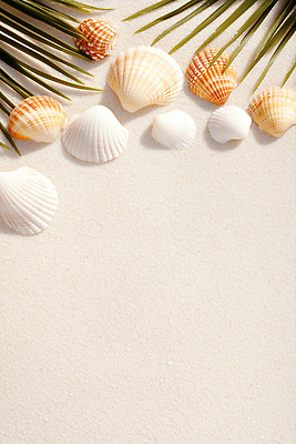 JPG 편집이미지 백그라운드 잎 그림자 사람없음 빛 모래사장 여름풍경 조개껍데기 카피스페이스 편집실사 AI포토 AI콘텐츠 식물 바다 조개 풍경 공백 CG 파일형식 여름_계절