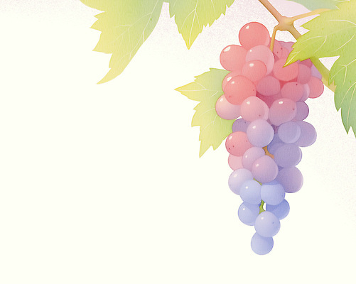 PSD 일러스트 사람없음 나뭇가지 포도나무 포도잎 국내일러스트 나무 잎 포도 과일나무 파일형식