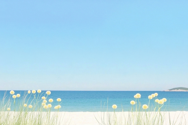 JPG 꽃 일러스트 하늘 해변 사람없음 파란색 여름풍경 풀 국내일러스트 AI일러스트 AI콘텐츠 식물 바다 컬러 풍경 파일형식 여름_계절