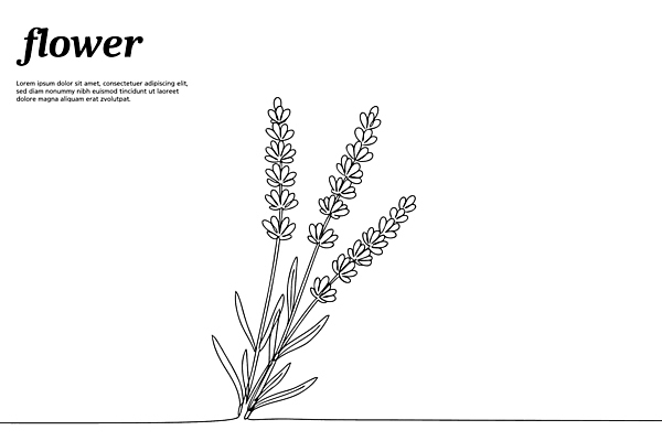 식물 디자인 꽃 라인일러스트 일러스트 사람없음 라인아트 그림 손그림 드로잉 라벤더 꽃대 국내일러스트 AI파일 선 미술 허브 파일형식 벡터