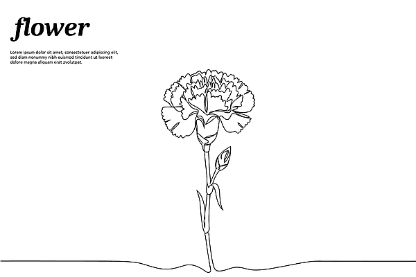 디자인 꽃 라인일러스트 일러스트 사람없음 스케치 카네이션 드로잉 꽃그림 국내일러스트 AI파일 식물 미술 파일형식 벡터