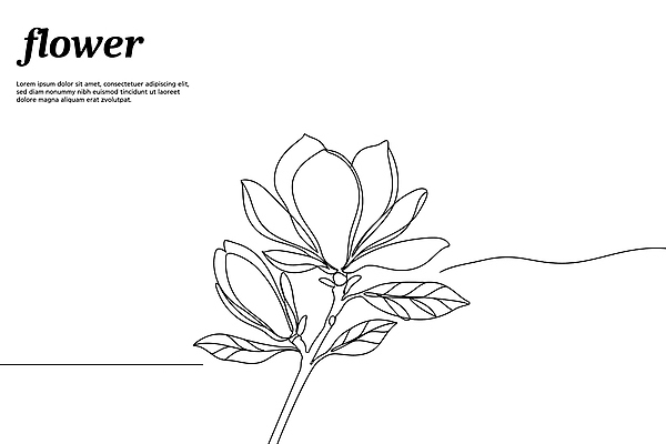 디자인 꽃 라인일러스트 일러스트 봄꽃 사람없음 꽃봉오리 드로잉 목련 국내일러스트 AI파일 식물 미술 봄 파일형식 벡터