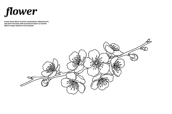 디자인 꽃 라인일러스트 일러스트 봄꽃 사람없음 매화 드로잉 꽃가지 국내일러스트 AI파일 식물 미술 봄 나뭇가지 파일형식 벡터