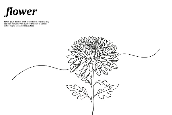 디자인 꽃 라인일러스트 일러스트 국화 가을꽃 사람없음 드로잉 국내일러스트 AI파일 식물 미술 파일형식 벡터 가을_계절