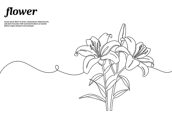 디자인 꽃 라인일러스트 일러스트 사람없음 백합 라인아트 드로잉 국내일러스트 AI파일 식물 선 미술 파일형식 벡터