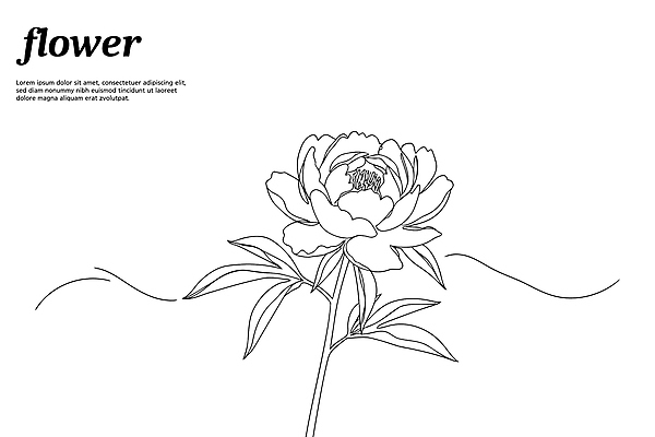 디자인 꽃 라인일러스트 일러스트 사람없음 드로잉 작약 국내일러스트 AI파일 식물 미술 파일형식 벡터