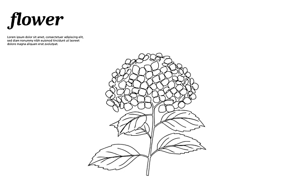 디자인 꽃 라인일러스트 일러스트 여름꽃 사람없음 여름 수국 드로잉 국내일러스트 AI파일 식물 계절 미술 파일형식 벡터 여름_계절