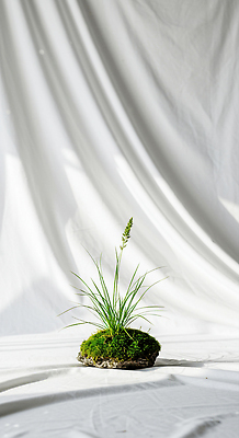 JPG 편집이미지 잎 그림자 이끼 사람없음 인테리어 평화 흐름 숲 천 디지털합성 힐링 이미지편집 편집실사 AI포토 AI콘텐츠 식물 디자인 컨셉 직물 CG 파일형식