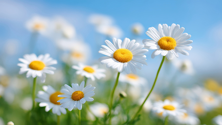 JPG 편집이미지 꽃밭 자연 하늘 풍경 사람없음 초록색 여름 햇빛 들꽃 데이지 향기 감성 편집실사 AI포토 AI콘텐츠 계절 꽃 컬러 컨셉 태양 CG 생태계 냄새 파일형식