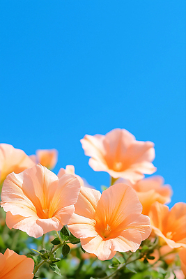 JPG 편집이미지 잎 여름꽃 하늘 사람없음 맑음 여름풍경 화사함 능소화 편집실사 AI포토 AI콘텐츠 식물 꽃 컨셉 날씨 풍경 CG 파일형식 여름_계절