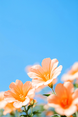 JPG 편집이미지 잎 여름꽃 하늘 사람없음 여름풍경 화사함 능소화 편집실사 AI포토 AI콘텐츠 식물 꽃 컨셉 풍경 CG 파일형식 여름_계절