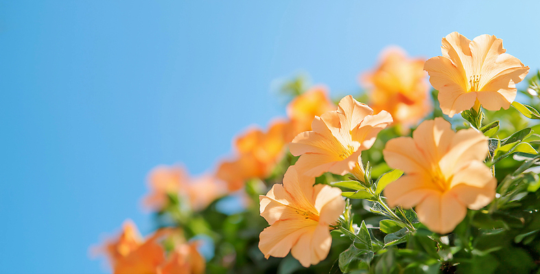 JPG 편집이미지 잎 여름꽃 하늘 사람없음 여름풍경 화사함 능소화 편집실사 AI포토 AI콘텐츠 식물 꽃 컨셉 풍경 CG 파일형식 여름_계절